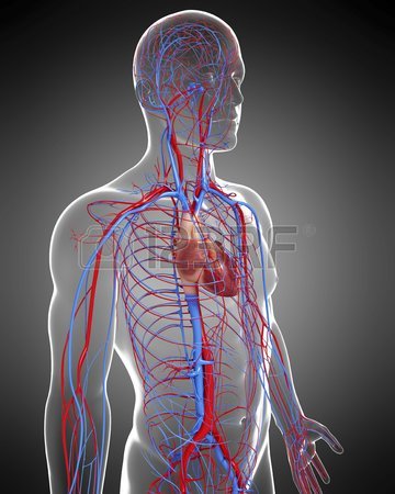 positive effects on the cardiovascular system