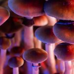 mushroom bar canada