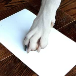 picture of dog paw print